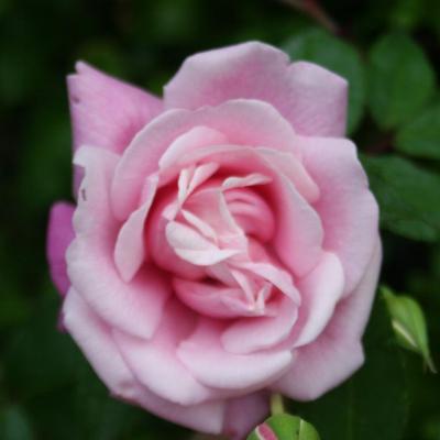 Rosa 'Le Vésuve'