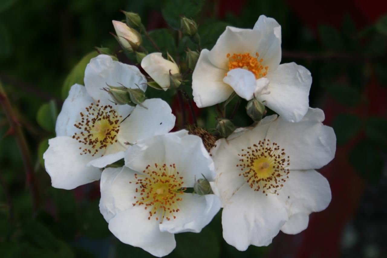 Rosa leschenaultii-2-