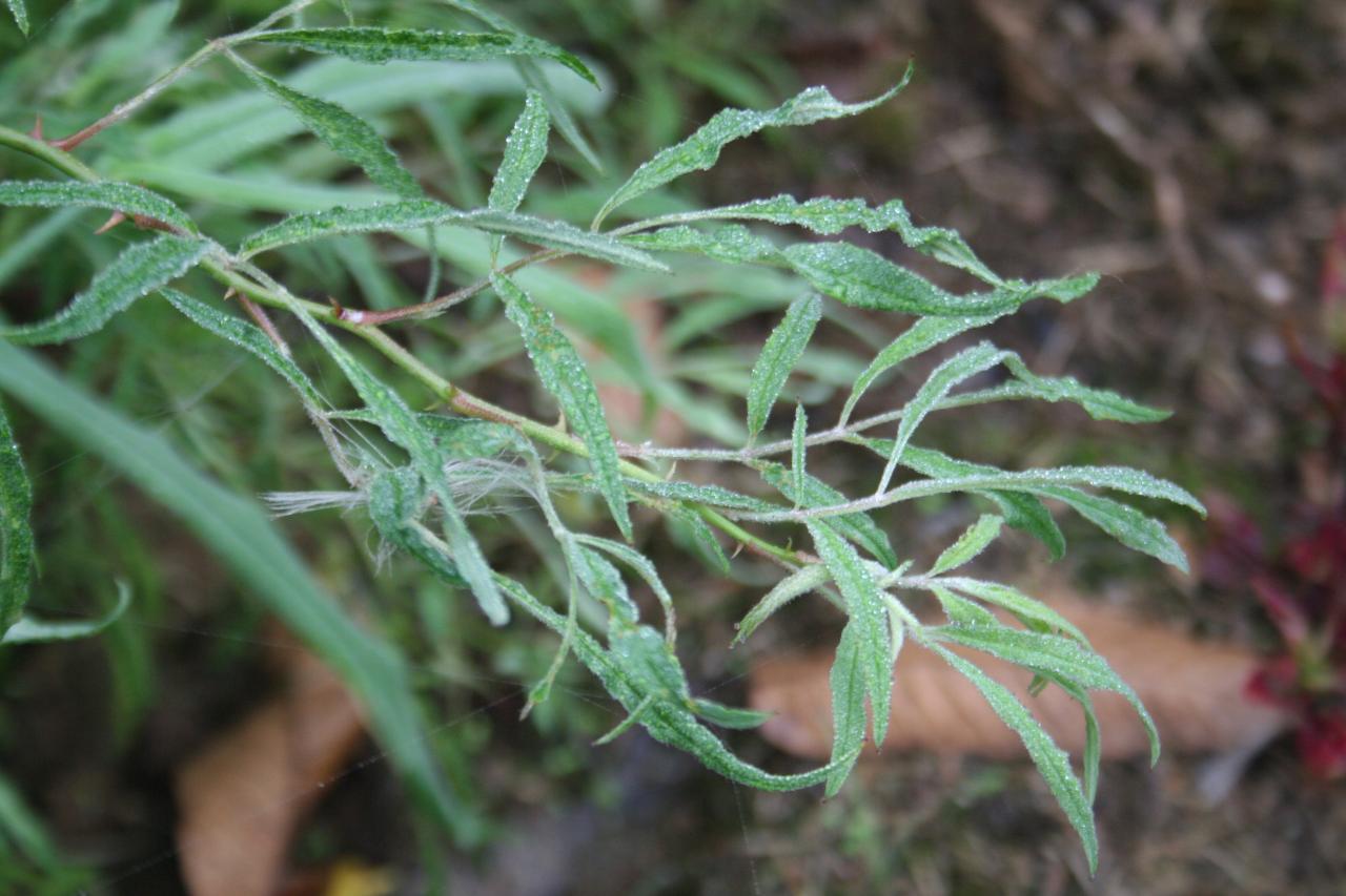 Rosa multiflora ssp. watsoniana