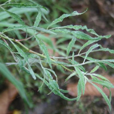 Rosa multiflora ssp. watsoniana