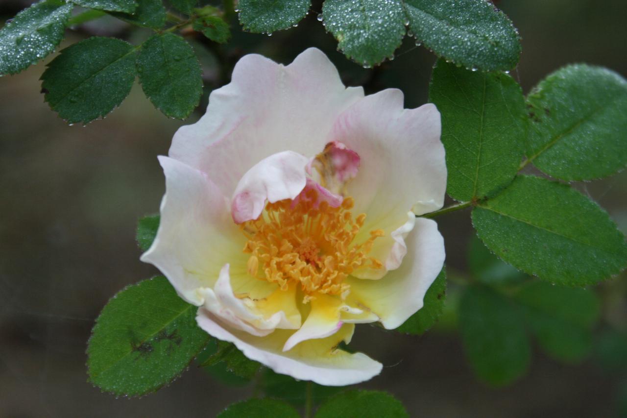 Rosa 'Nevada'