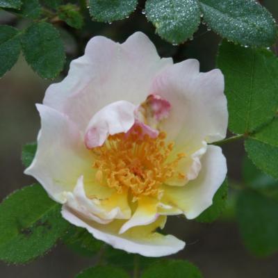 Rosa 'Nevada'