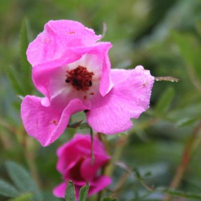 Rosa nitida