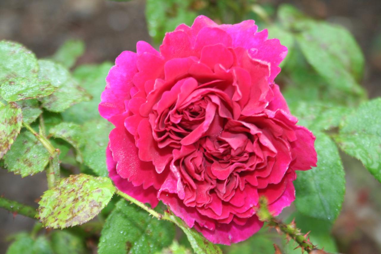 Rosa OTHELLO® 'Auslo'