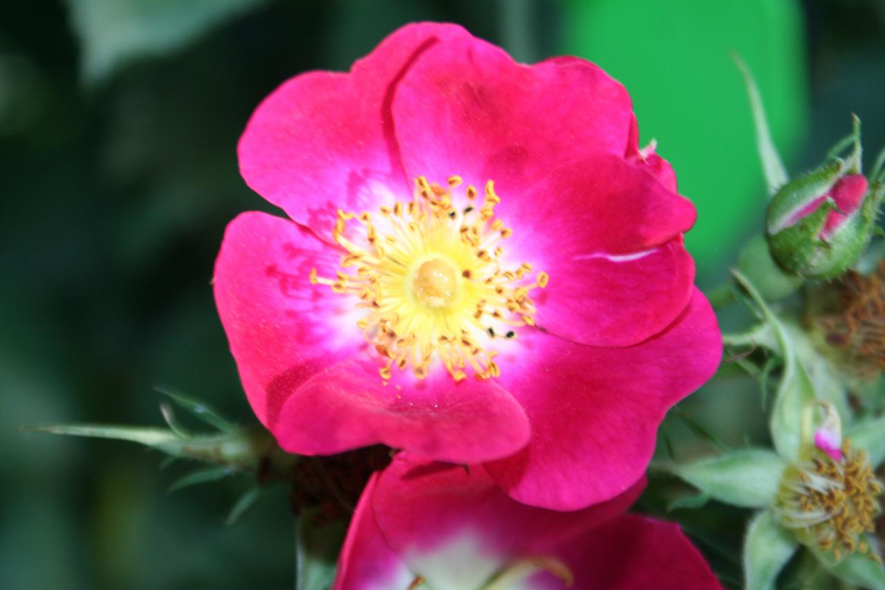 Rosa 'Parkfeuer'(foetida)