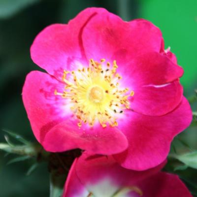 Rosa 'Parkfeuer'(foetida)