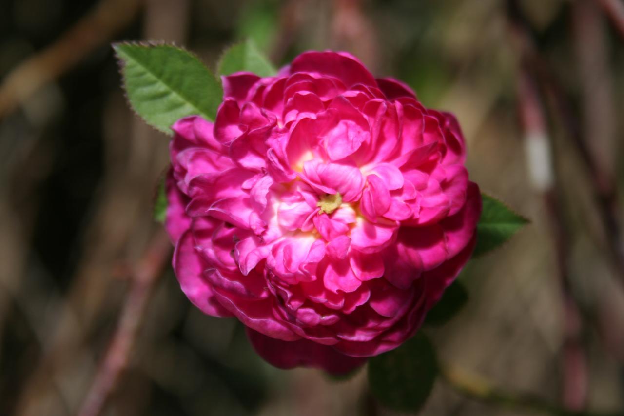 Rosa parviflora