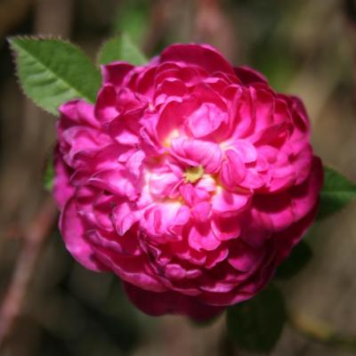 Rosa parviflora