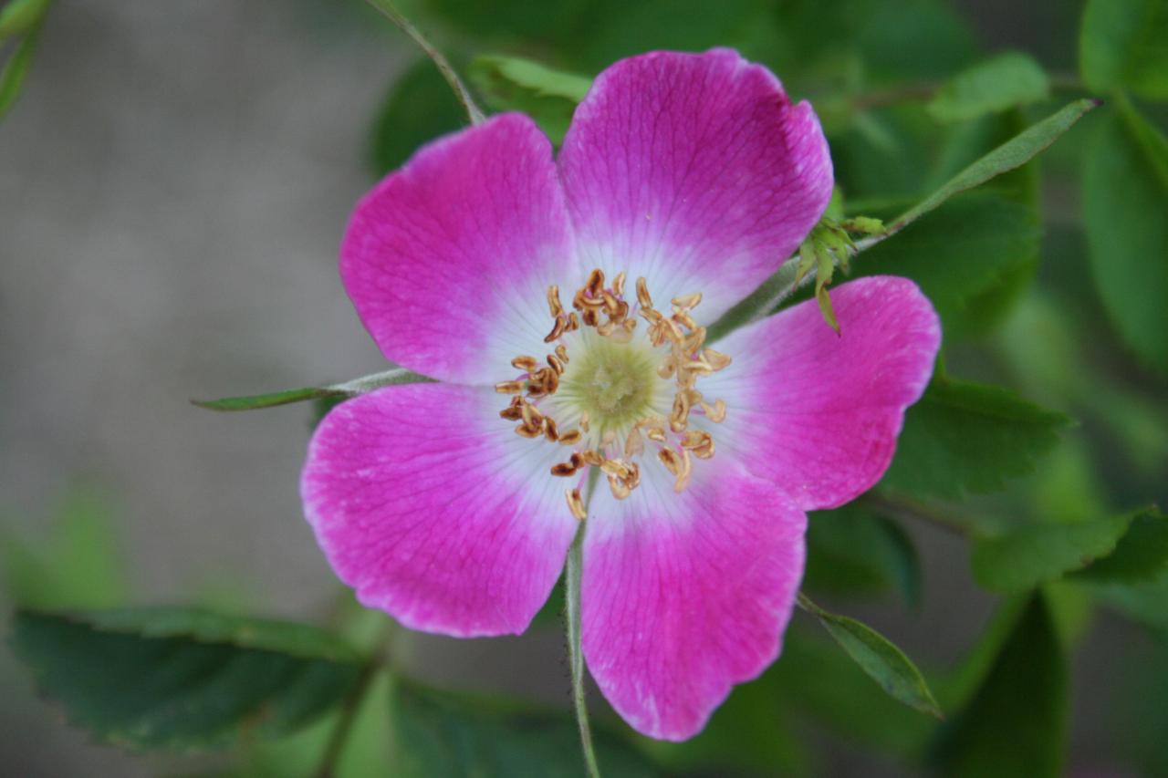 Rosa pendulina ssp. pyrenaica-4-