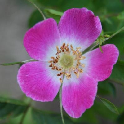 Rosa pendulina ssp. pyrenaica-4-