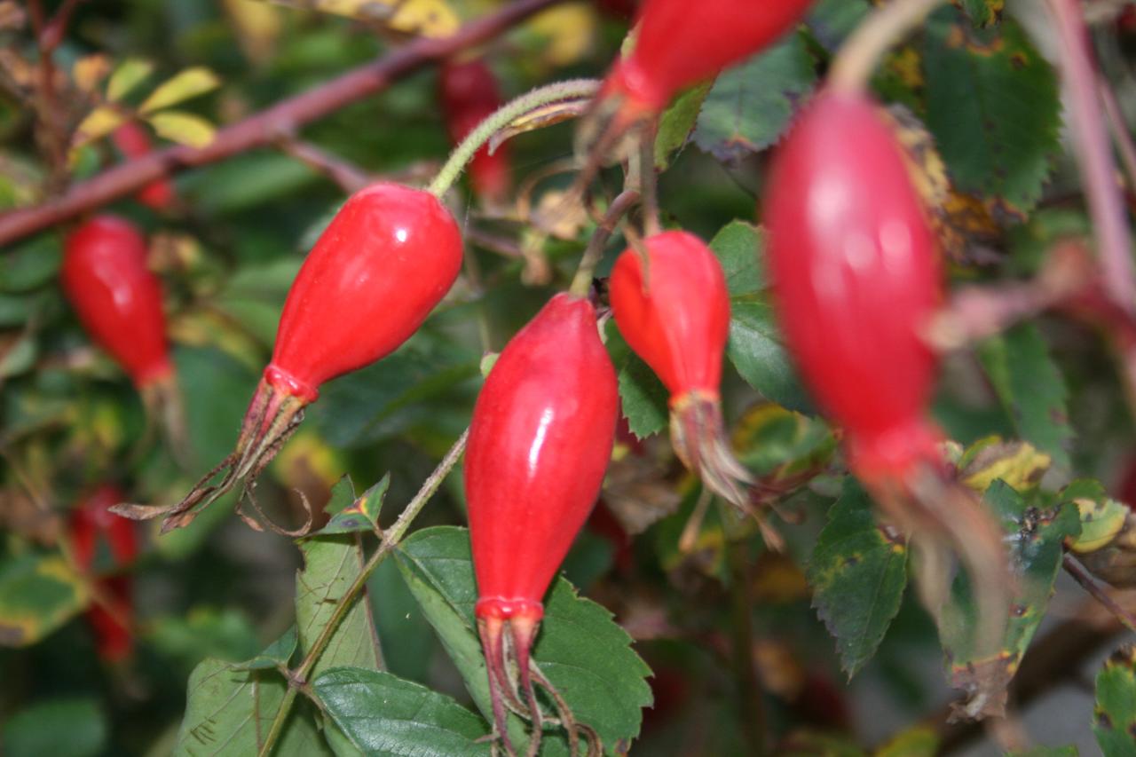 Rosa pendulina var. pyrenaica