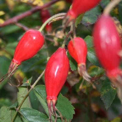 Rosa pendulina var. pyrenaica