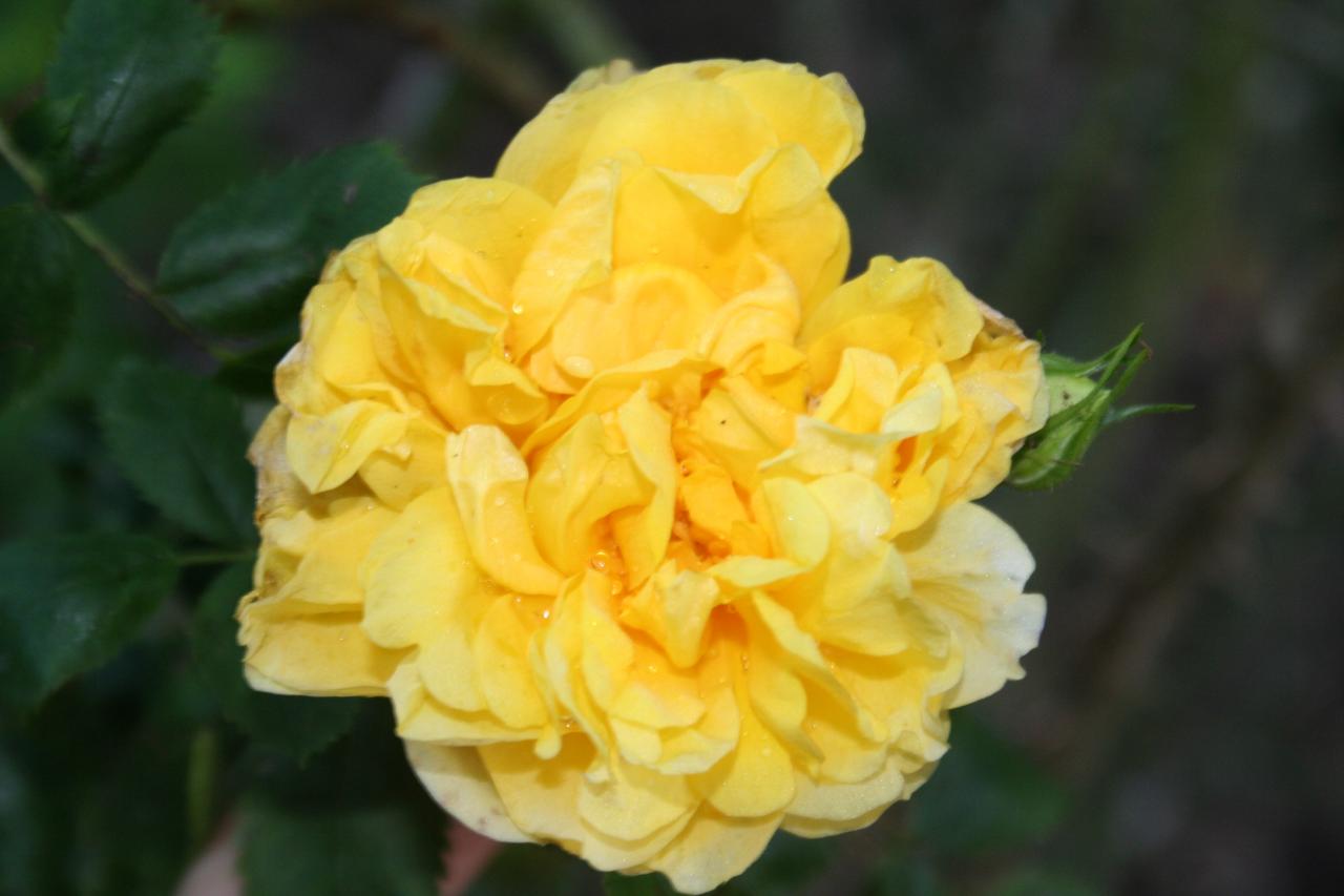 Rosa 'Persiana' (foetida)