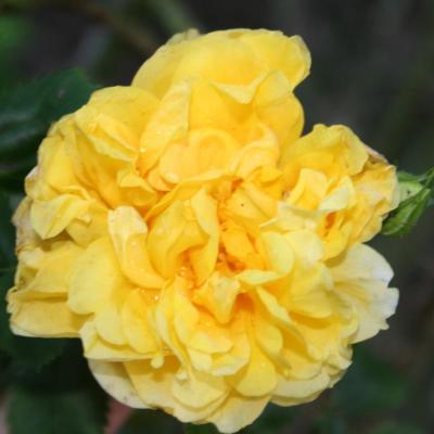 Rosa 'Persiana' (foetida)