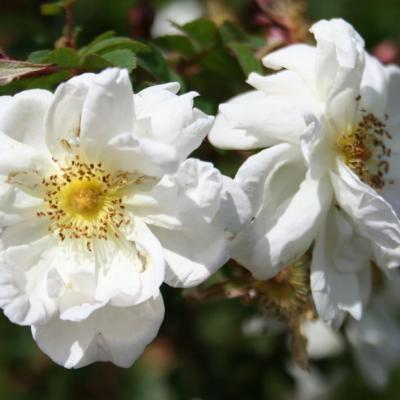 Rosa pimpinellifolia-4-
