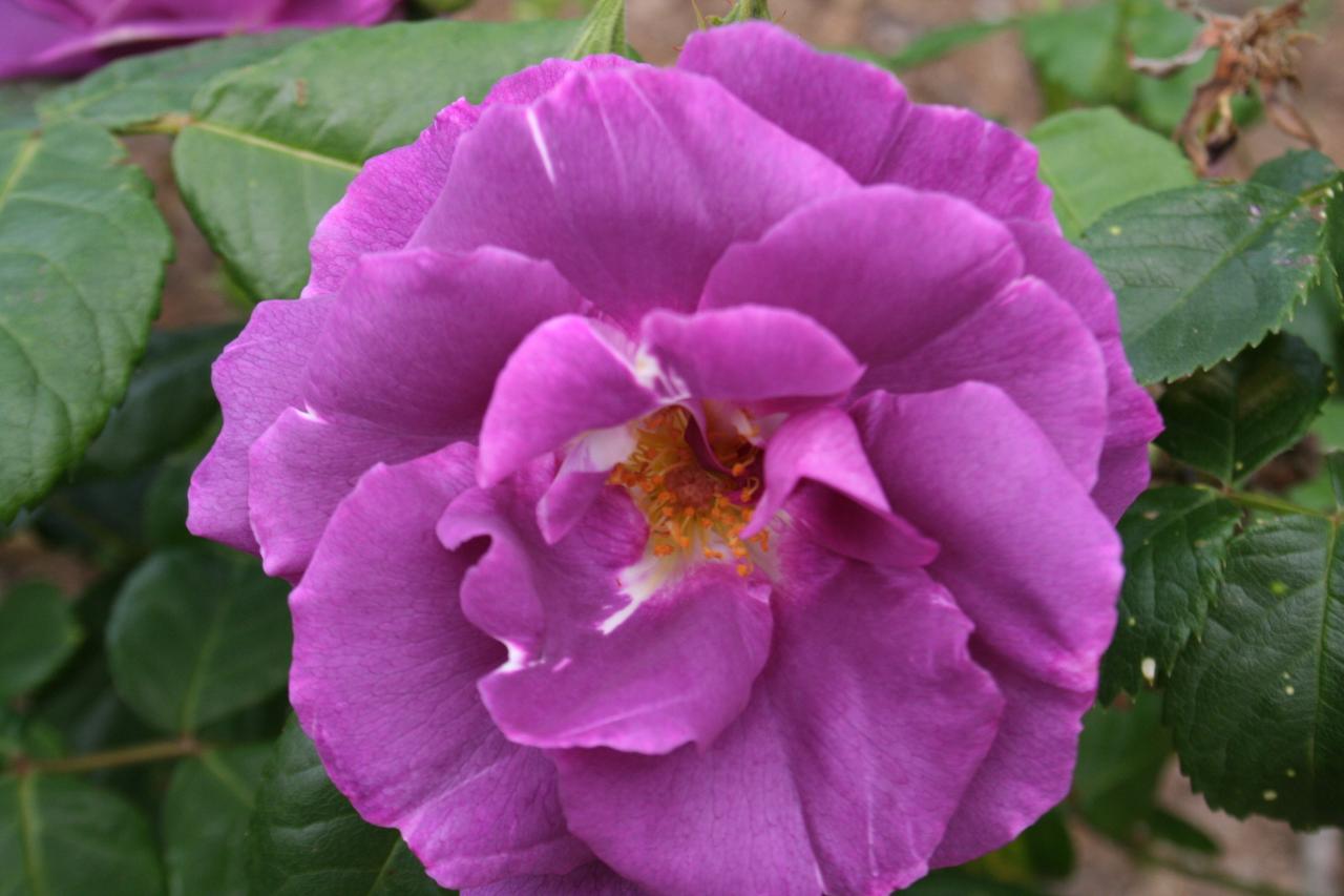 Rosa 'Rhapsodie in Blue'