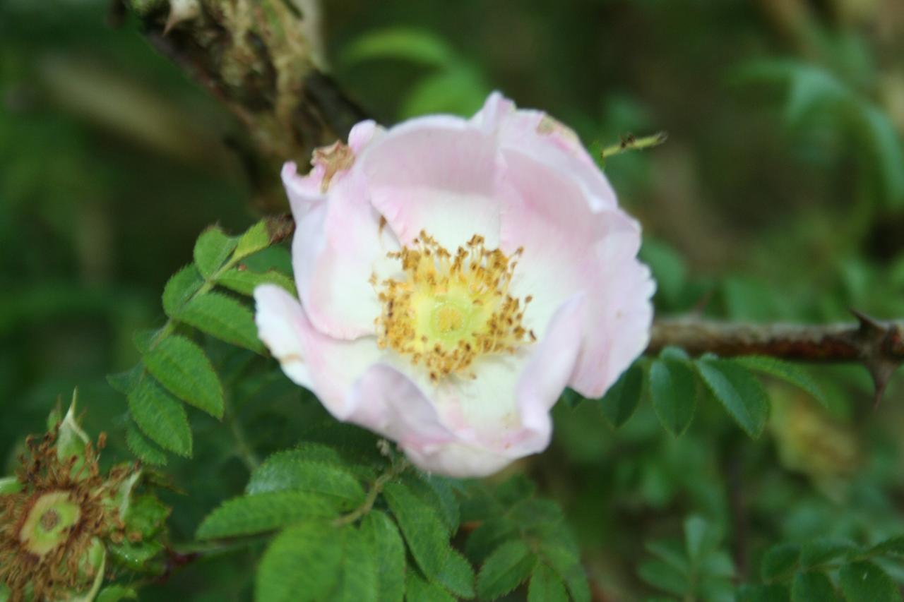 Rosa roxburghii ssp. normalis-2-