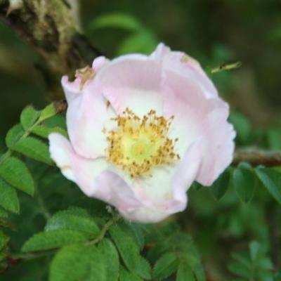 Rosa roxburghii ssp. normalis-2-