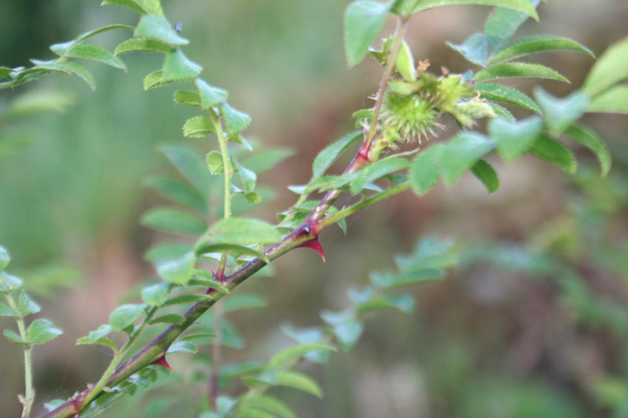 Rosa roxburghii ssp. normalis