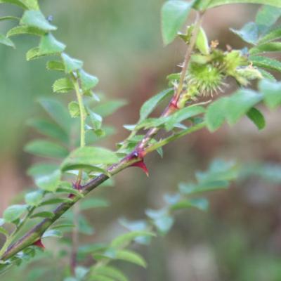 Rosa roxburghii ssp. normalis