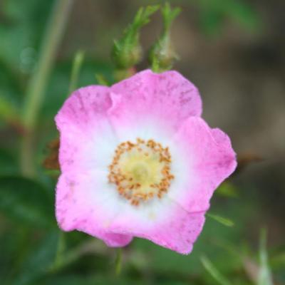 Rosa rubiginosa