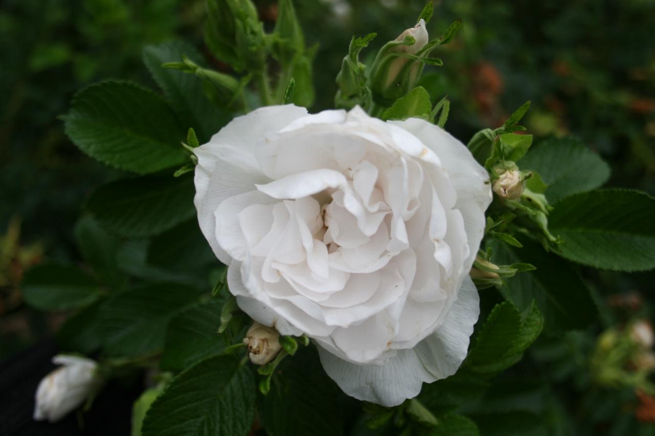 Rosa rugosa 'Blanc Bouble de Coulbert'
