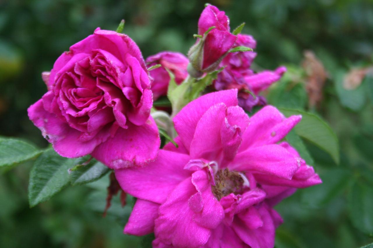 Rosa rugosa 'Hansa'