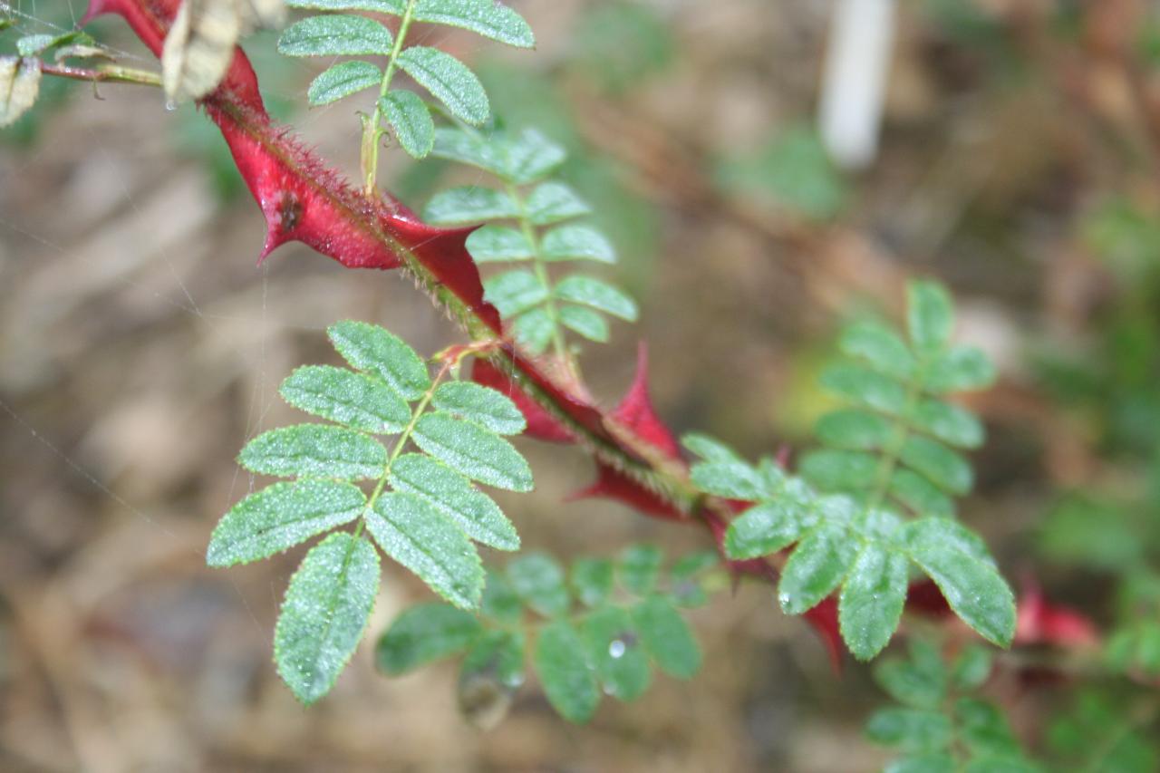 Rosa sericea ssp. pteracantha