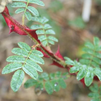 Rosa sericea ssp. pteracantha