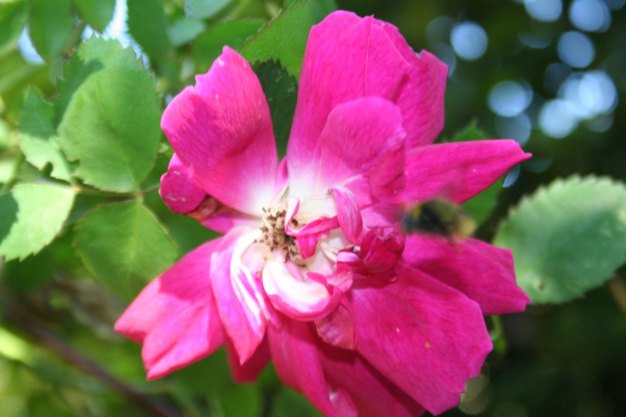 Rosa 'Slater's Crimson China'