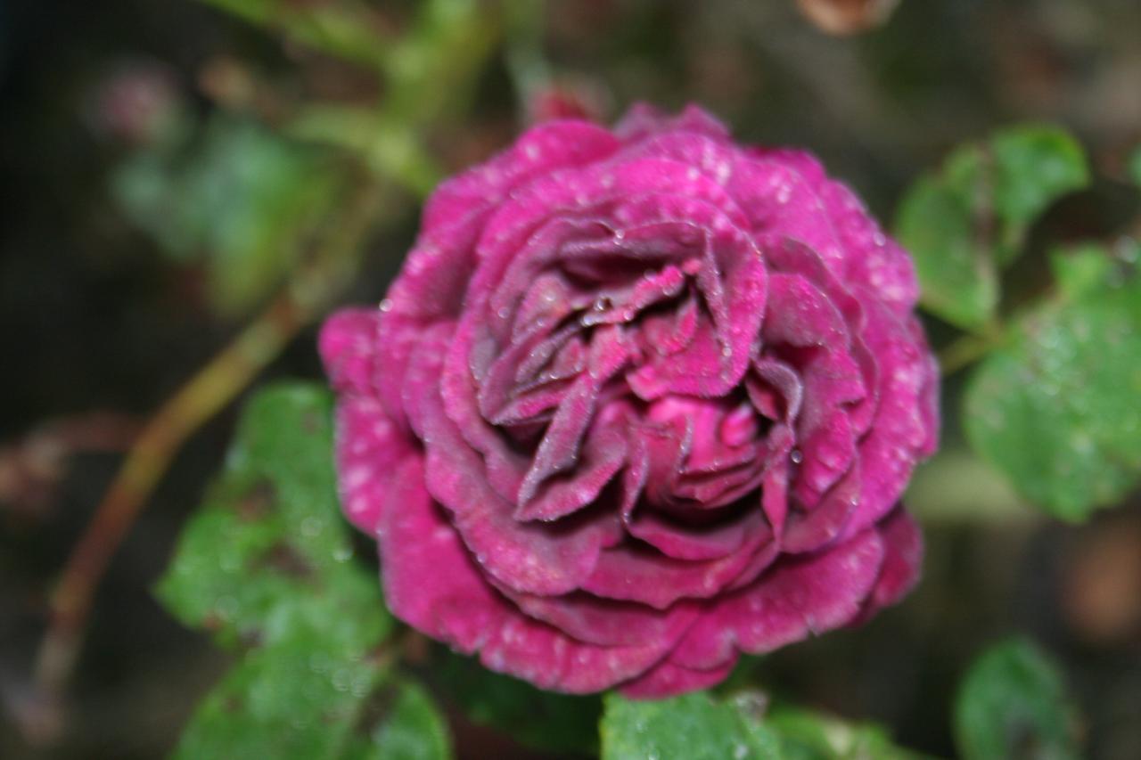 Rosa 'Souvenir du Docteur Jamain' (x perpétuel)-2-