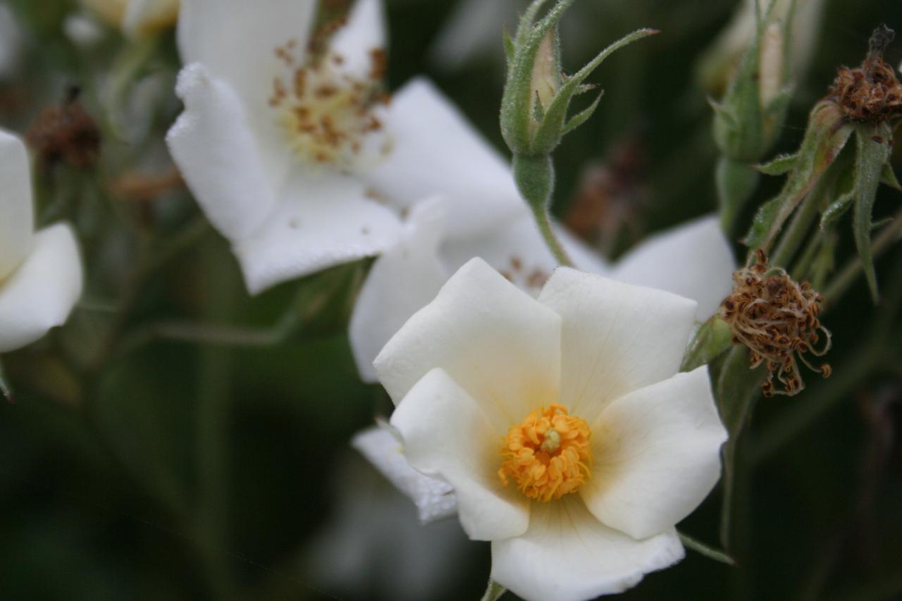 Rosa 'Umbrella'