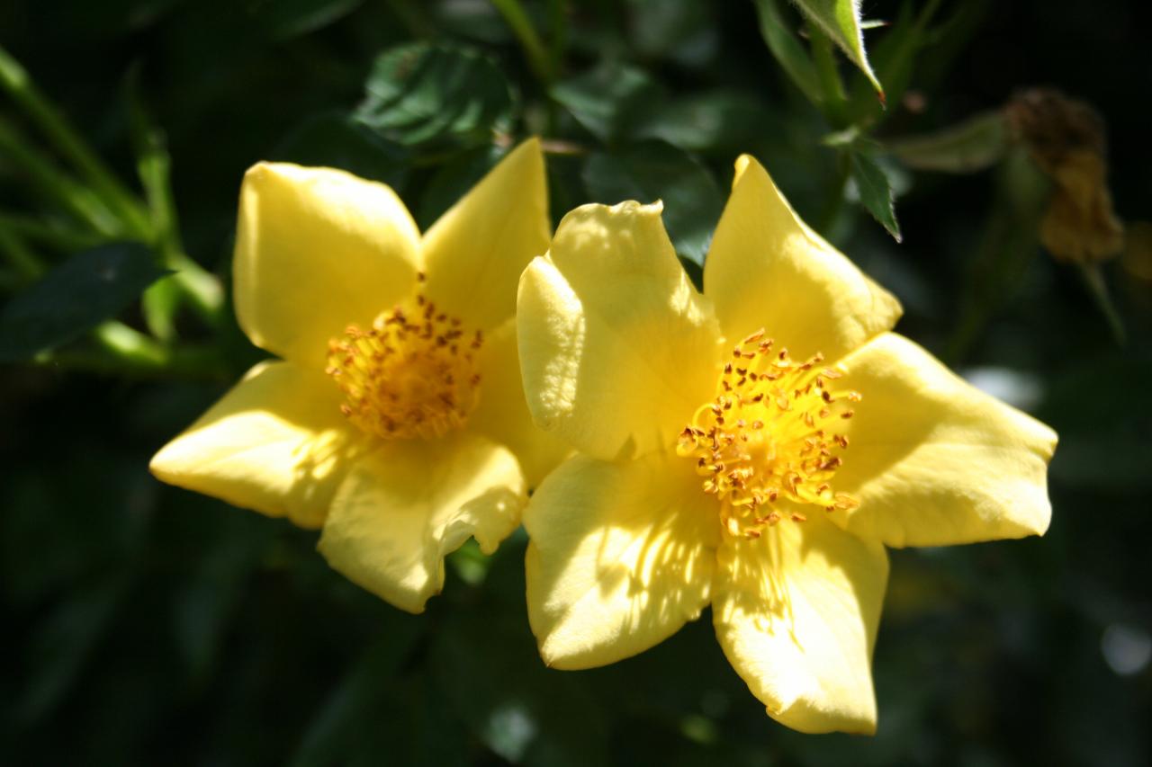 Rosa 'William Lobb' (x de centifolia muscosa)