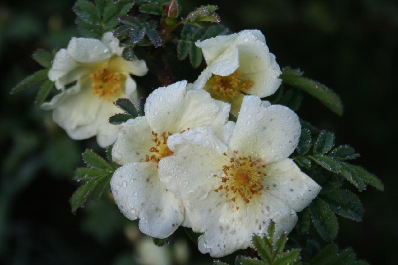 Rosa x pteragonis cantabrigiensis-4-