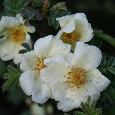 Rosa x pteragonis cantabrigiensis-4-