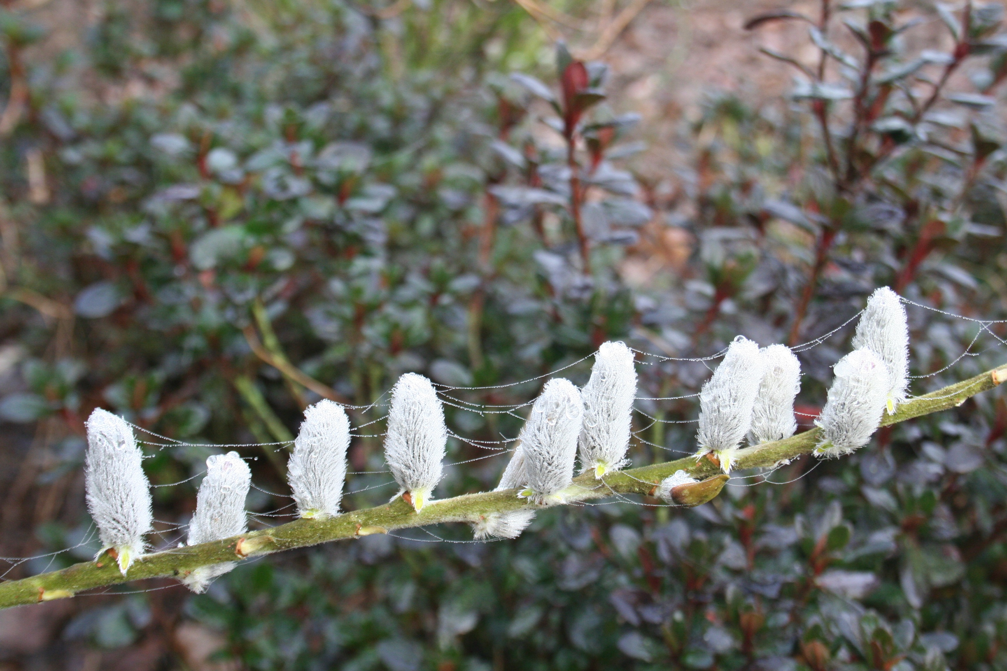 Salix lanata