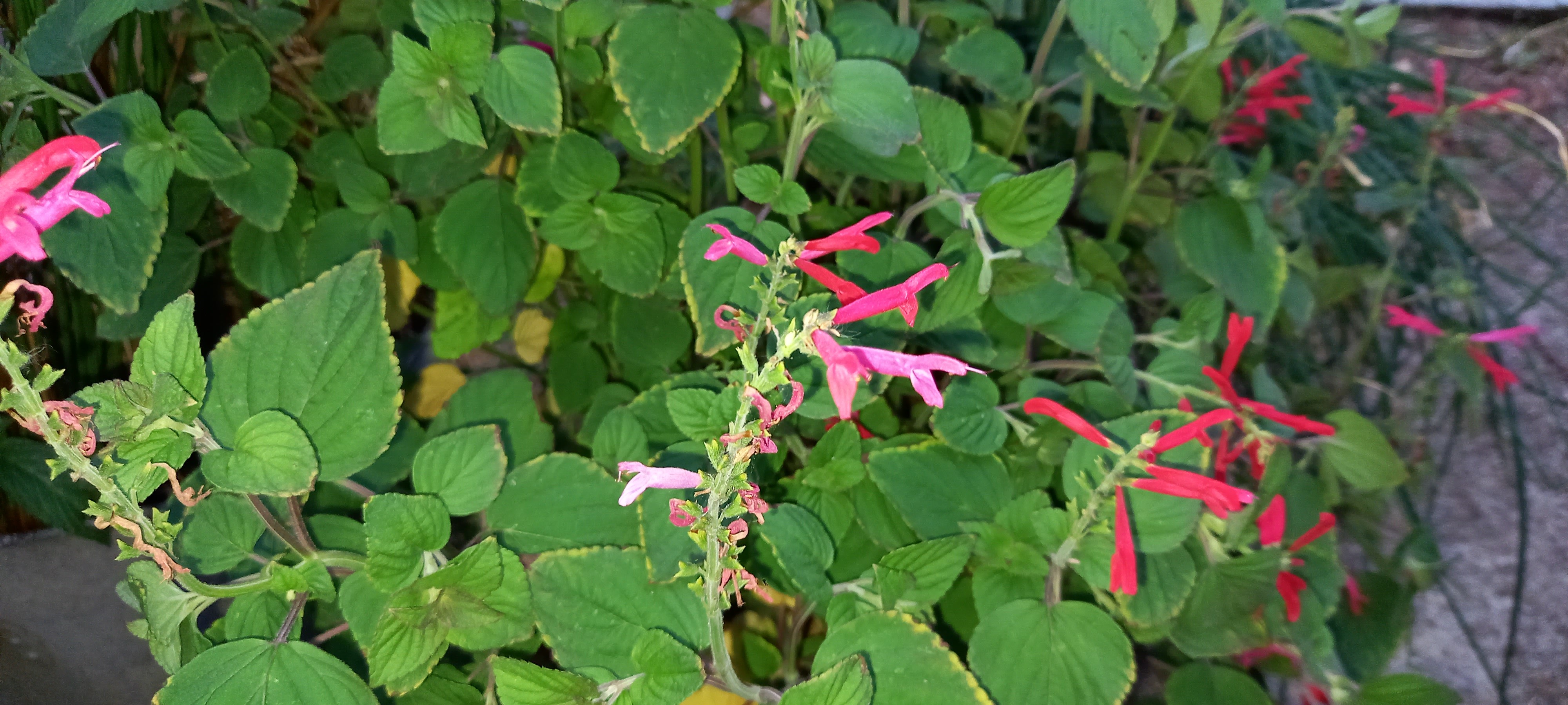 Salvia elegans 'Tangerine'