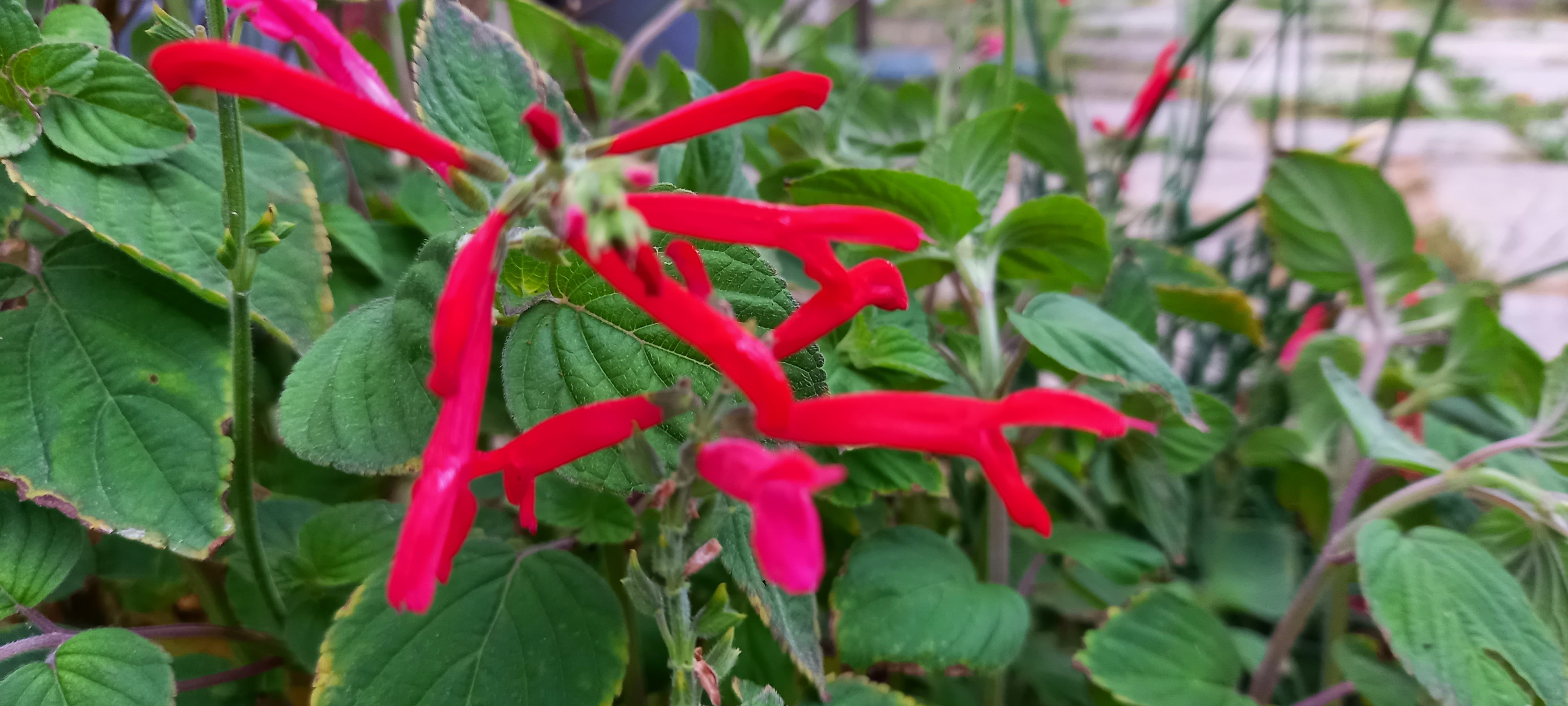 Salvia elegans 'Tangerine'