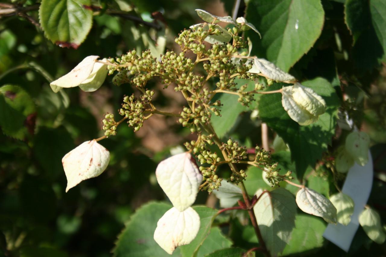 Schizophragma hydrangeoides