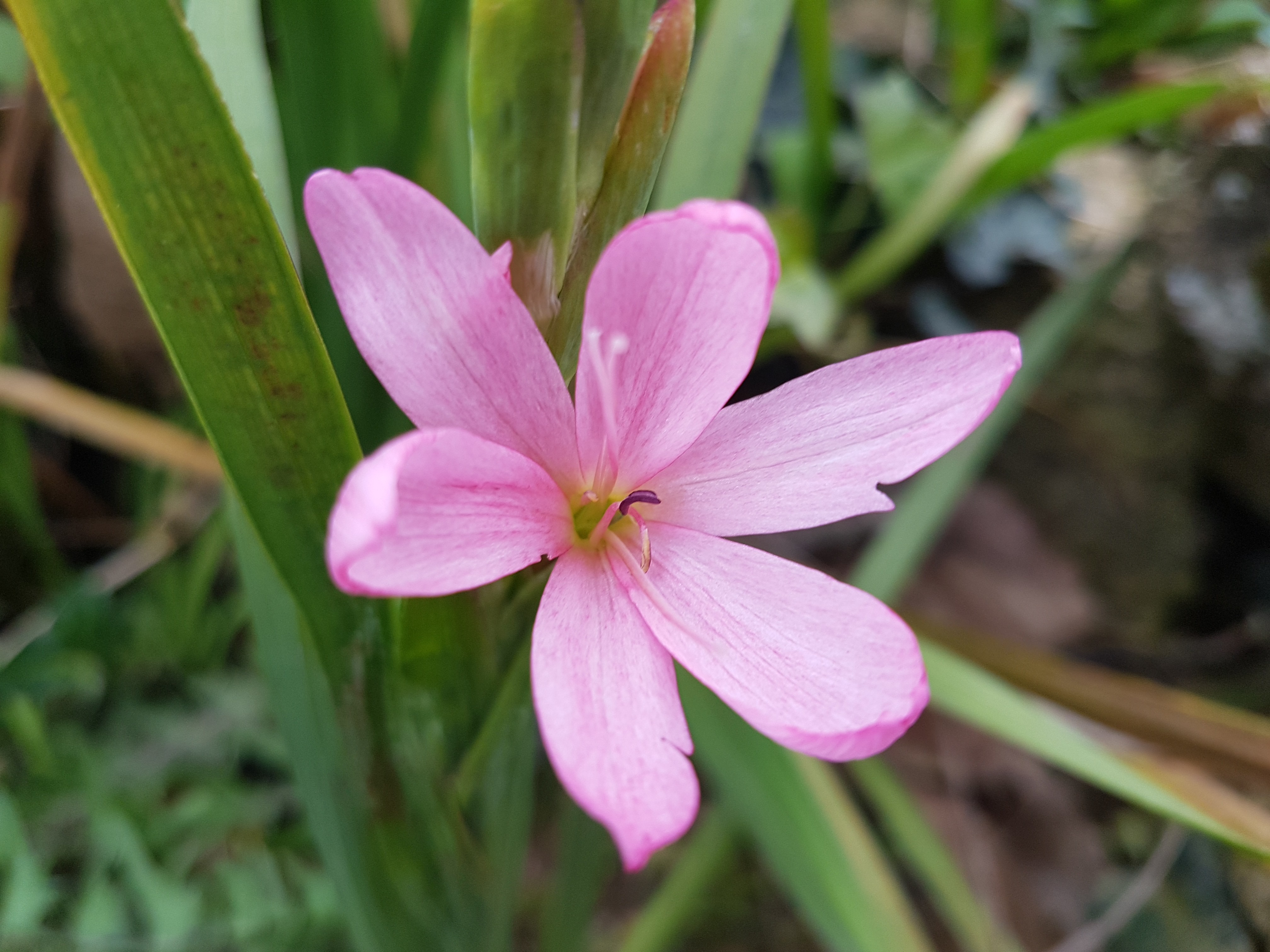 Schizostylis coccinea 'cultivar indeterminé' rose