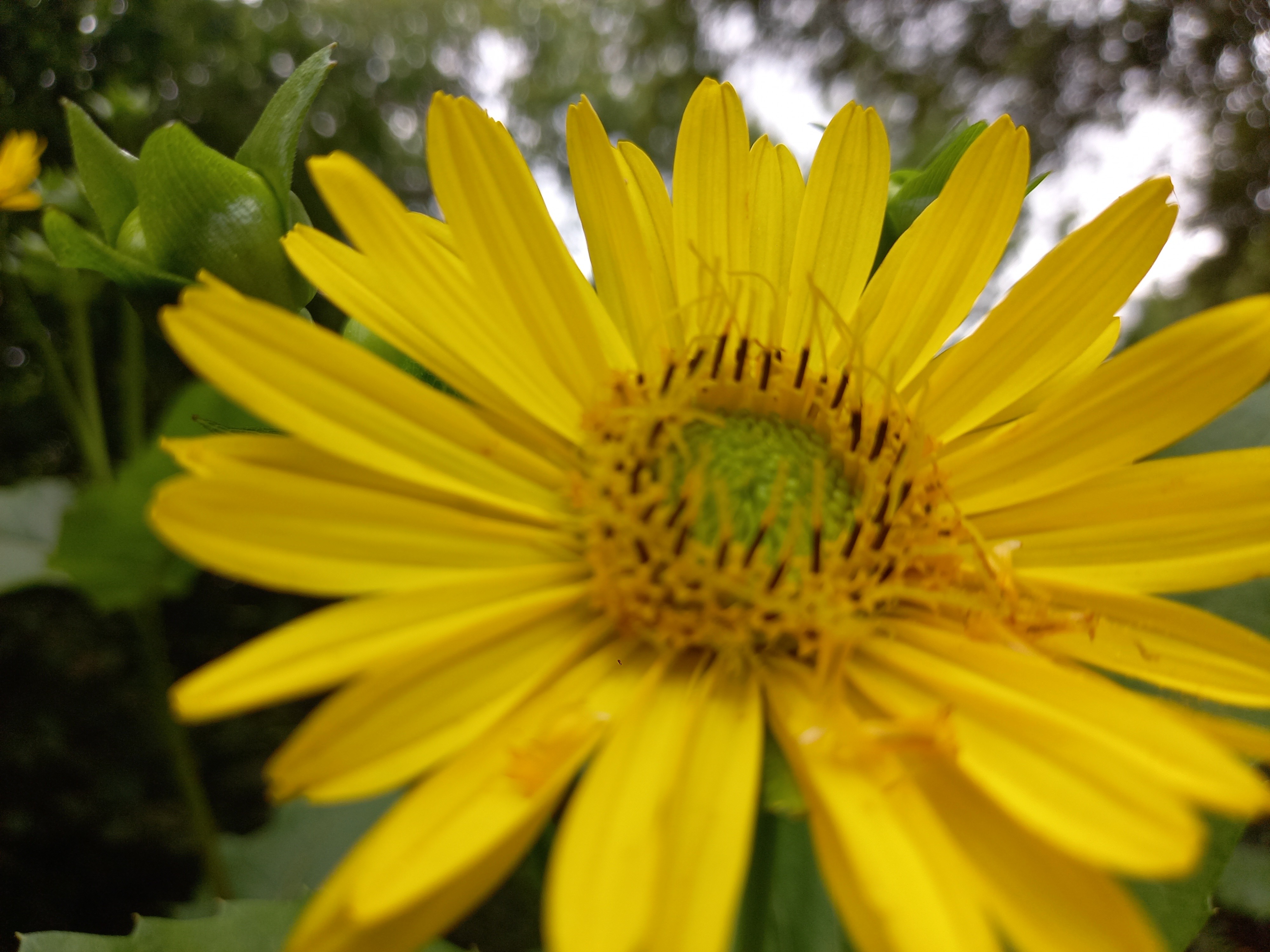 Silphium perfoliatum
