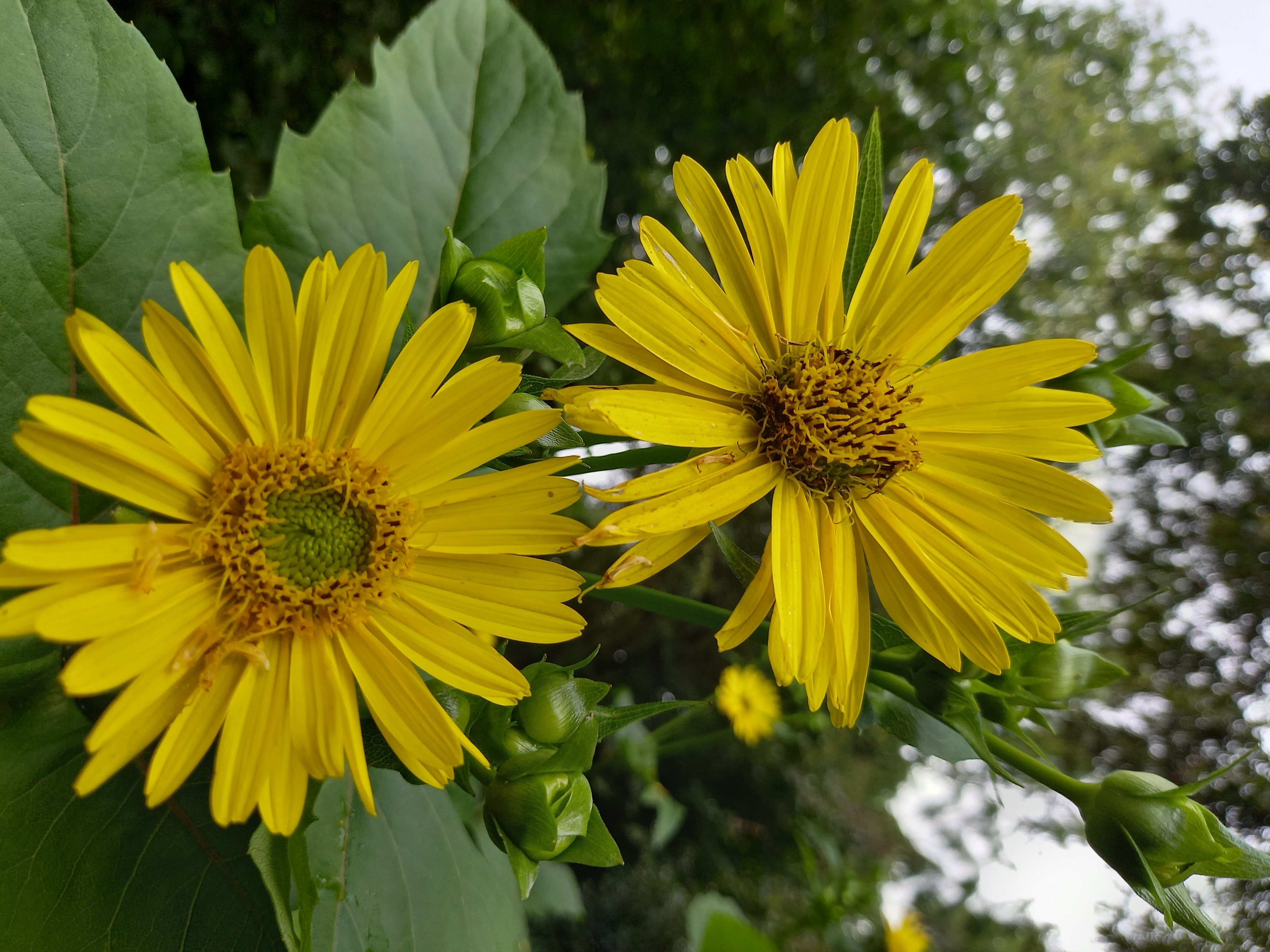 Silphium perfoliatum