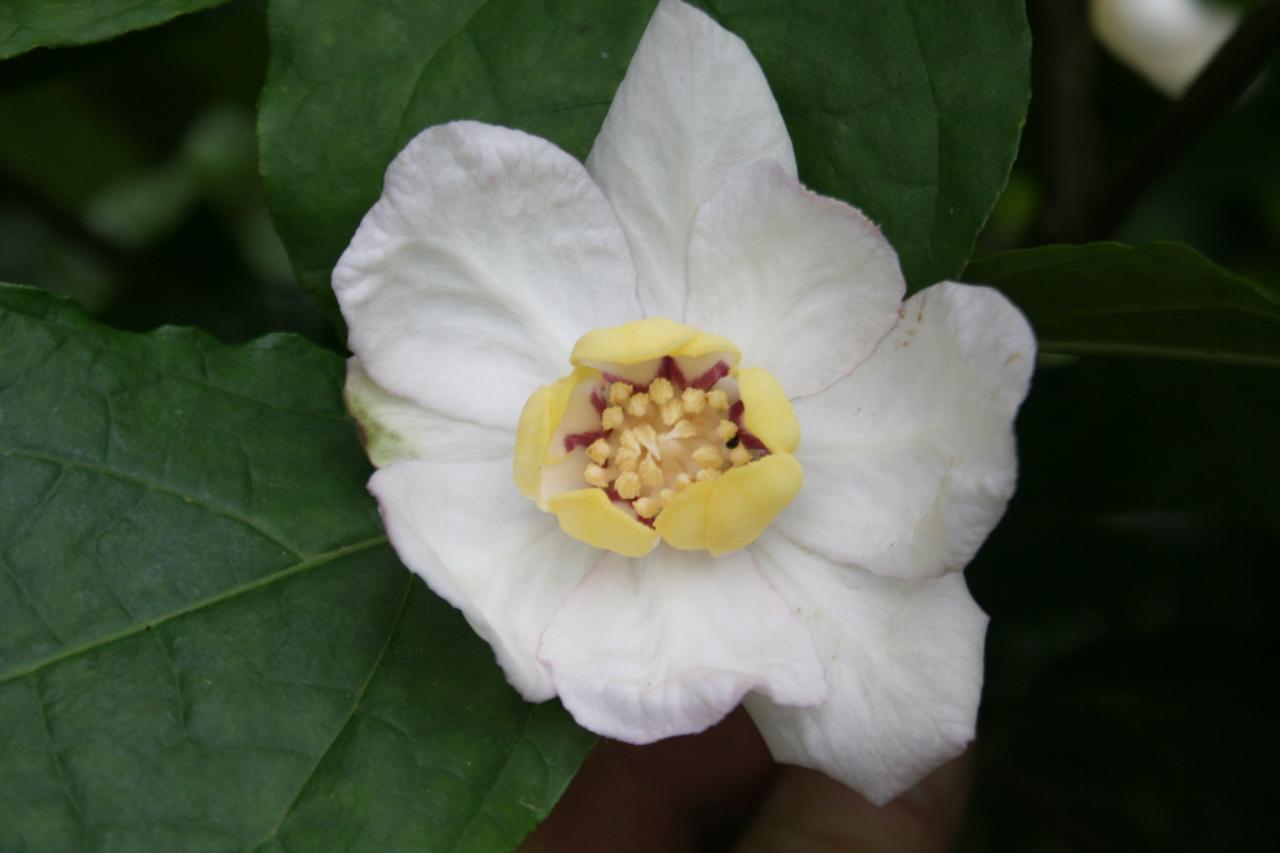 Sinocalycanthus chinensis-5-