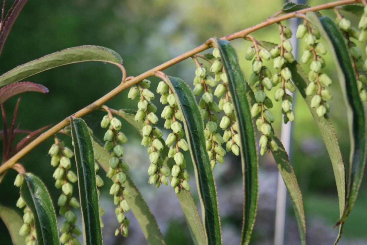 Stachyurus salicifolius-5-