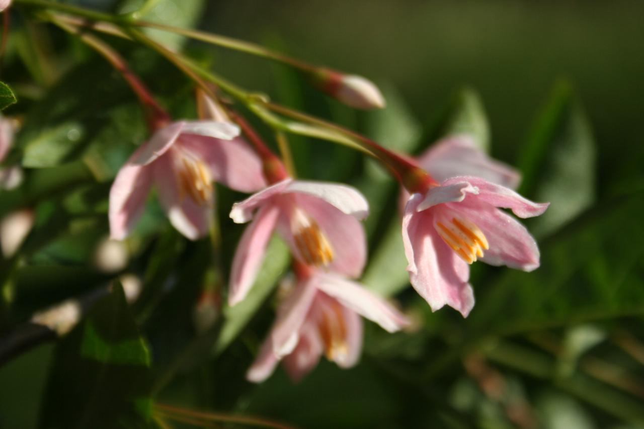 Styrax japonica 'Pink Chimes'-4