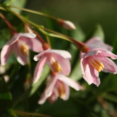 Styrax japonica 'Pink Chimes'-4