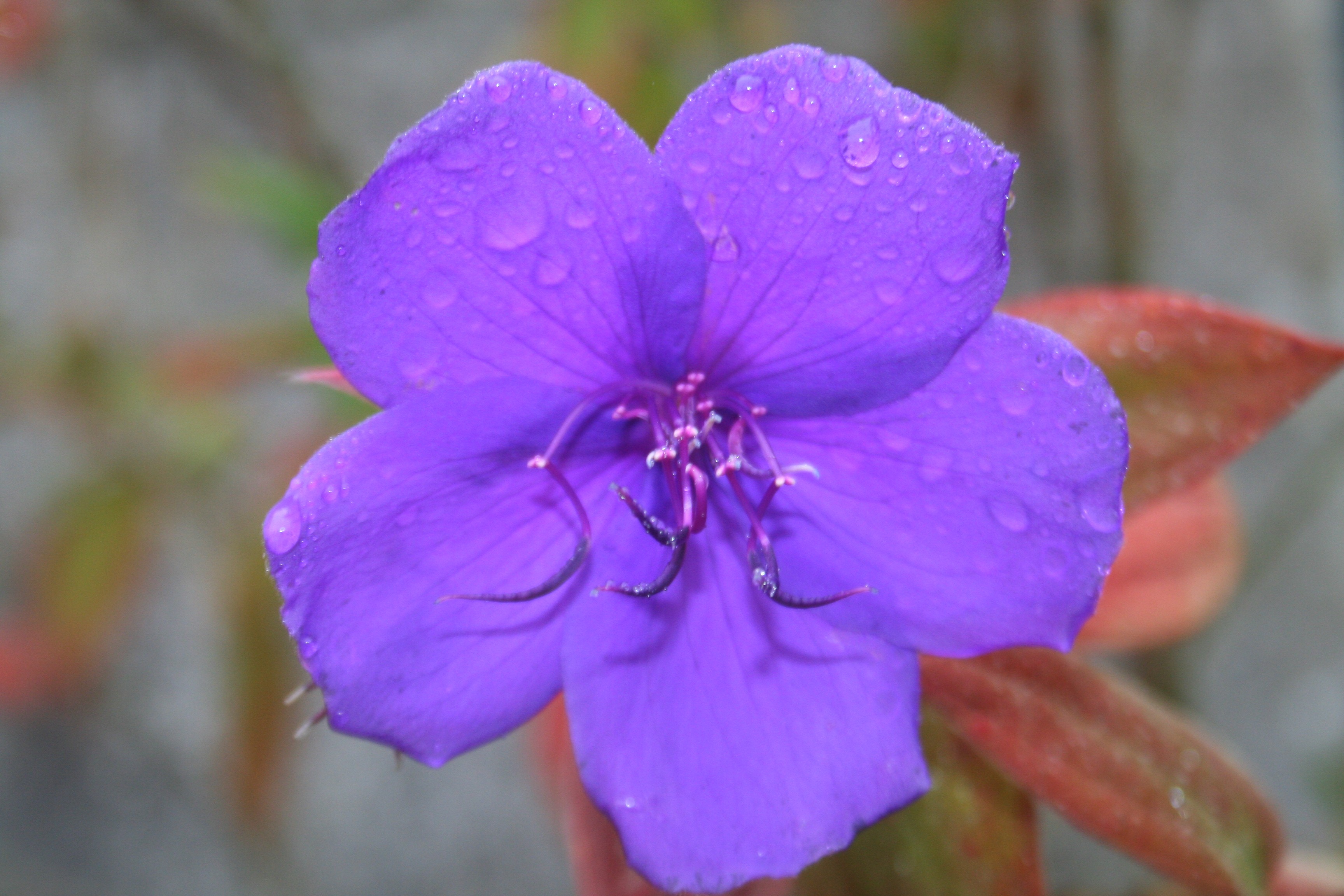 Tibouchina urvilleana