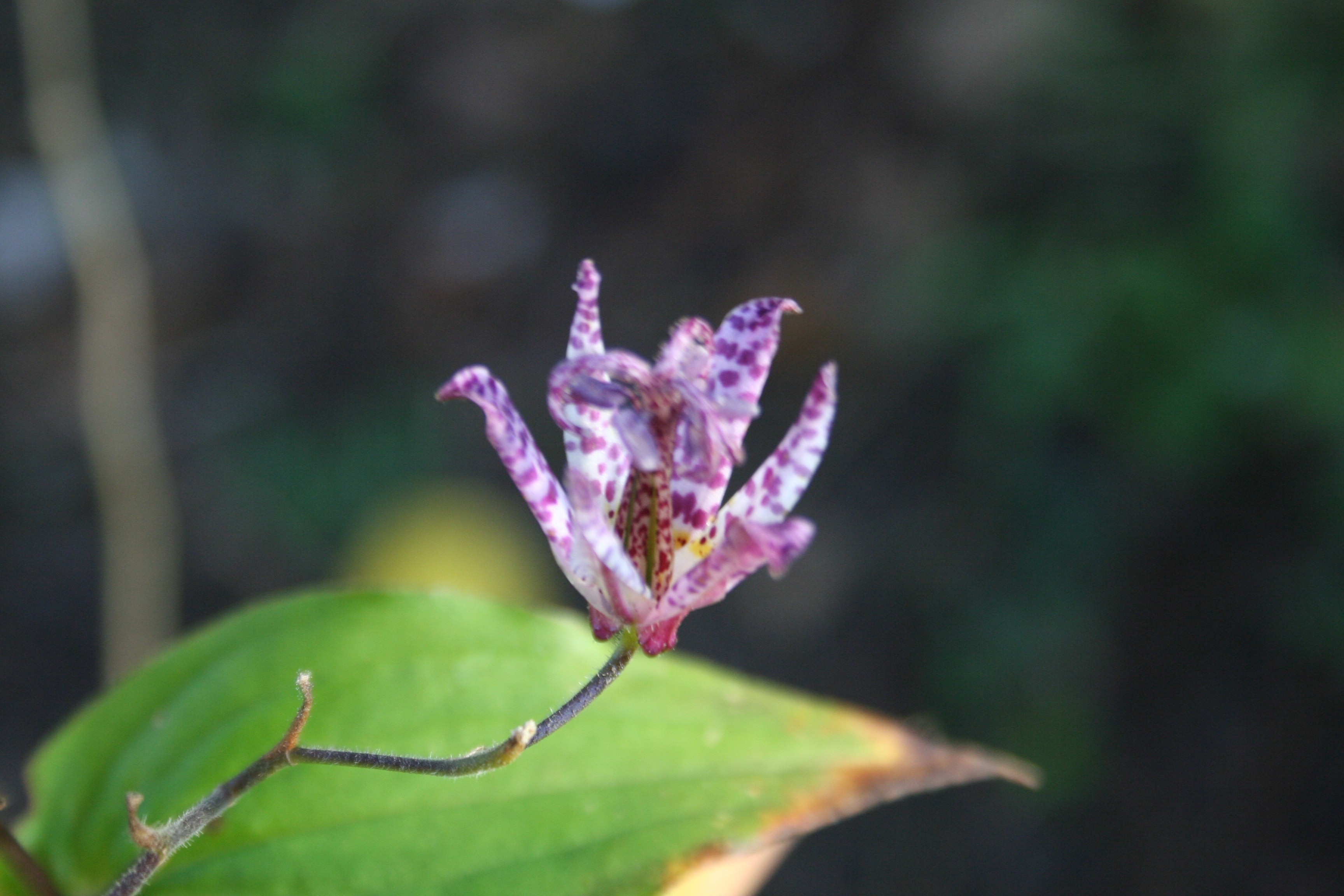 Tricyrtis formosana