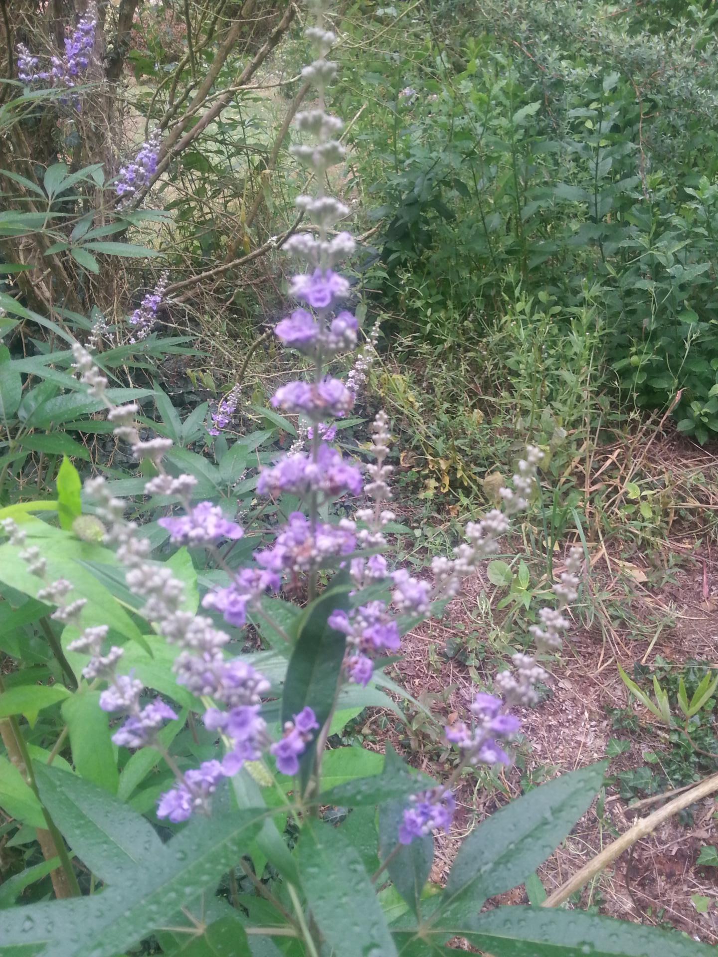 Vitex agnus-castus ssp. latifolia