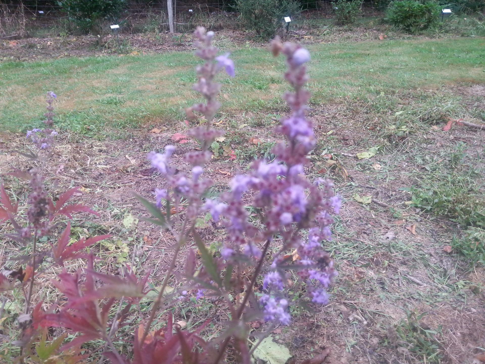 Vitex negundo ssp. cannabifolia (2)